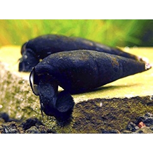Black devil snail 8cm